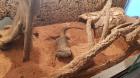 Bartagame sucht Zuhause